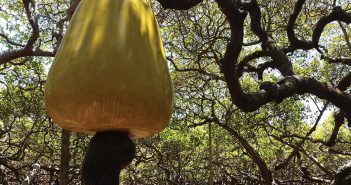 The largest cashew tree plantation in the world