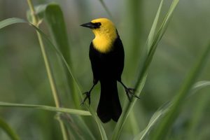 iratauá-pequeno (Chrysomus icterocephalus) - Yellow-hooded Blackbird