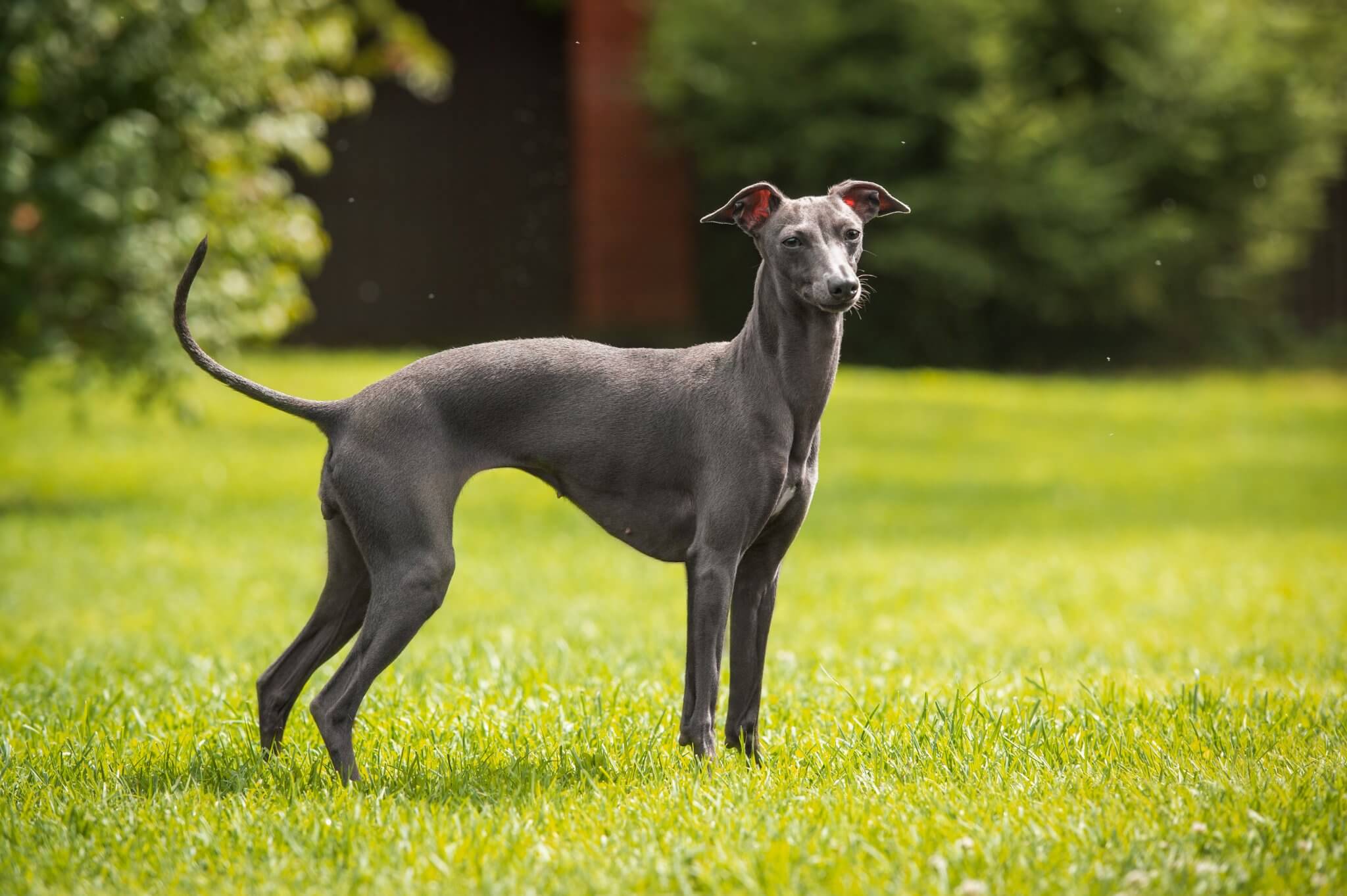Dogs the most famous Italian breeds
