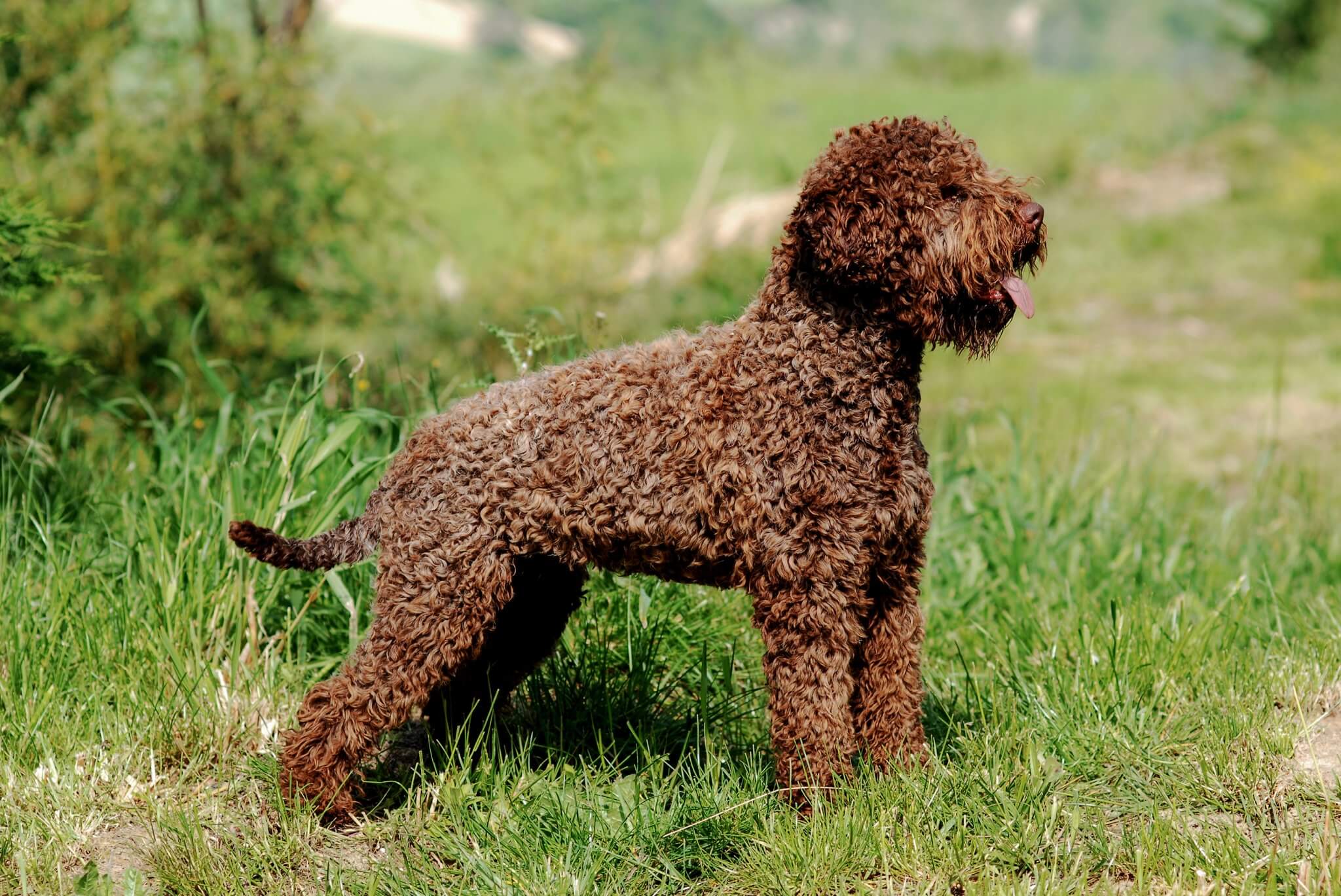 Dogs the most famous Italian breeds