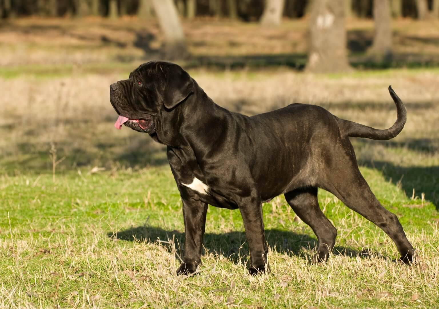 Dogs the most famous Italian breeds